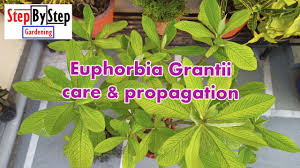 Image result for Euphorbia grantii