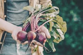 Rote bete speichert als eines der wenigen gemüse eine große menge an nitrat, das sie aus der erde aufnimmt. Rote Beete Heimisches Nachhaltiges Superfood Greenup Nachhaltiger Leben