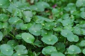 Obat darah tinggi alami apa saja yang bisa digunakan dan sangat mujarab? Pegagan Obat Herbal Yang Ampuh Menurunkan Tekanan Darah Tinggi Begini Konsumsinya