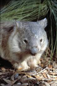 Wombat Featherdale Wildlife Australia Sydney Nsw Wombat Australian Native Animals Cute Funny Animals