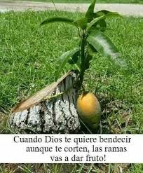 Vsalmos 01 03 Sera Como Arbol Plantado Junto A Corrientes De Aguas Que Da Su Fruto En Su Tiempo Palabras Para Dar Animo Dios De Pactos Mensajes De Jesucristo