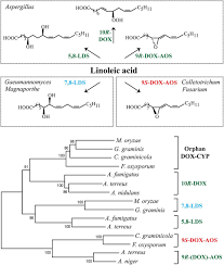 Want to write your own tablature? Epoxy Alcohol Synthase Of The Rice Blast Fungus Represents A Novel Subfamily Of Dioxygenase Cytochrome P450 Fusion Enzymes S Journal Of Lipid Research