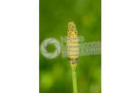 Image result for Equisetum ramosissimum