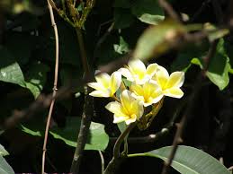 Frangipani In The Botanic Gardens National Parks Bvi Anegada