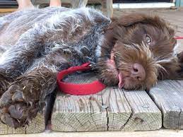 Wirehaired Pointing Griffon Dog Breed Information Griffon Dog Dog Breeds Dogs
