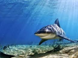 We did not find results for: Bull Shark Testosterone Gta V Bull Shark Testosterone Beastin Youtube Like Anyone Would Wrestle A Bull Shark Edithb Mend