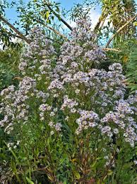 Image result for Cyphostemma septemfoliolatum