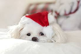 Check spelling or type a new query. Cute Christmas Winter Little Animal Mammal Domestic Pets Domestic Animals Animal Themes Pxfuel