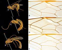 A pest in the house. The Nepalese Species Of The Genus Enicospilus Stephens 1835 Hymenoptera Ichneumonidae Ophioninae A Preliminary Revision And Identification Key To Species