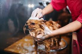 Check spelling or type a new query. The 10 Best Pet Groomers In Arkansas
