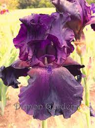 Product Details Iris Flowers Beautiful Flowers Unusual Flowers