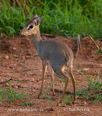 Image result for Vigna kirkii