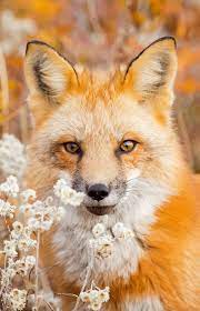 A Beautiful Red Fox Surrounded By Fall Foliage Prince Edward Island Canada Animals Beautiful Animals Fox Pictures