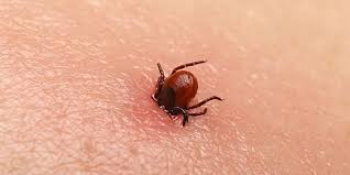 Jenis kutu tertentu dapat menjadi perantara penyebaran penyakit, seperti bubonic plague (pes pada sistem limfatik) dan. Gigitan Tungau Bikin Ganggu Ini Cara Mengobatinya