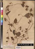 Image result for Ipomoea tenuirostris