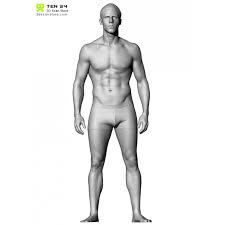 Male anatomy study 3d model. Male Anatomy Bundle 01