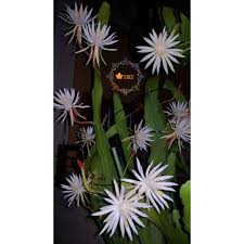 It grows in hardiness zones 10 and 11, and it is a succulent plant that uses other plants for support. Epiphyllum Cutting Fragrant Orchid Cactus Cereus Queen Of Night Shopee Malaysia