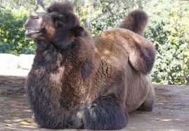 But that hump didn't originate in the desert, but rather in the arctic. 138 Double Hump Camel Pictures Double Hump Camel Stock Photos Images Depositphotos