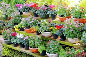 Maybe they have plentiful flowers, colorful foliage or graceful trailing stems. Https Www Cappersfarmer Com Yard And Garden Potted Plants Ze0z1702zfol