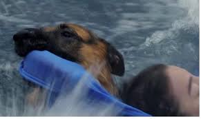 Birds are animals because they fulfil all the criteria mentioned above. Topic Aha Allows Cruelty To Dog Change Org