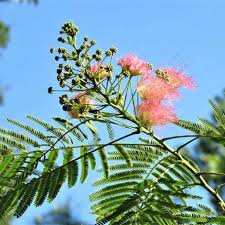Image result for Albizia petersiana