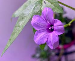 Image result for Ipomoea hochstetteri