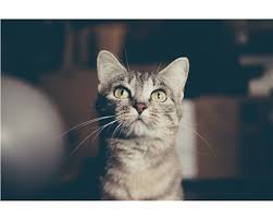 For most cats, spraying tends to start when they are 6 to 7 months old, although male cats can reach maturity between 4 to 5 months. Cats And Spraying Help Advice On Cat Care Cats Protection