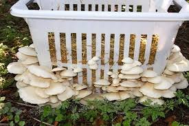 How To Grow Mushrooms All The Tips And Tricks The Whoot Stuffed Mushrooms Garden Mushrooms Growing Mushrooms At Home