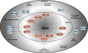 Mesothelioma is a type of cancer that develops from the thin layer of tissue that covers many of the internal organs (known as the mesothelium). The Role Of Key Genes And Pathways Involved In The Tumorigenesis Of Malignant Mesothelioma Sciencedirect