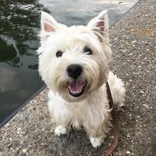 Westie rescue is made possible by independent. Summer Evening Walkies Westie Dogs Westies West Highland Terrier