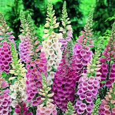 Foxglove Mix Flower Seeds Digitalis Purpurea 200seeds Etsy In 2021 Flower Seeds Planting Flowers Beautiful Flowers