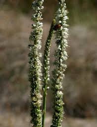 Image result for Chlorophytum colubrinum