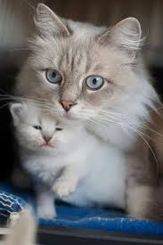 Oubliette Maelstrom Cats Pretty Cats Mama Cat