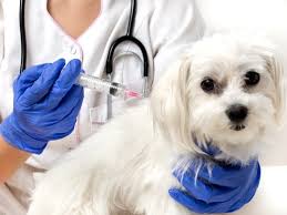 While it's true that there is an adopting from a shelter or rescue can cost as little as $50 to $200. After Hours Urgent Care Vet Clinic Opens In Sarasota Sarasota Fl Patch