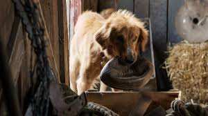 A Dog S Purpose Is Just The Latest Proof That Animals Are Harmed In Making Films Despite The Disclaimers A Dogs Purpose A Dogs Purpose Movie Dogs