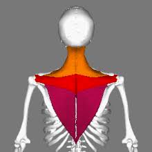 trapezius wikipedia