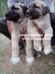 Kopek Irklari Ve Ozellikleri