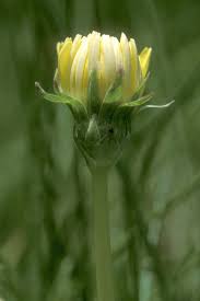 Image result for Taraxacum sp.