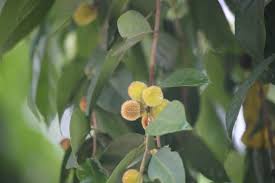 Image result for Chaetocarpus