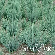Image result for Juncus punctorius