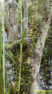 Image result for Scleria