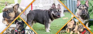 We did not find results for: Adoption Process Tato S Frenchies South Florida S Best French Bulldogs