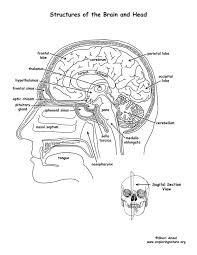 For each area, read the directions and color accordingly. Human Brain Worksheet Coloring Page Free Coloring Library