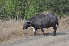 Free photo: animal, buffalo, bison, nature, south africa, water Buffalo,  wildlife | Hippopx