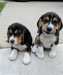 See more ideas about grey bedroom set, bedroom set, hooker furniture. House Training Your Beagle Puppy Beaglepro