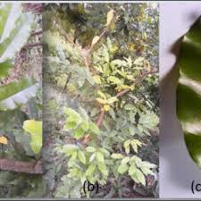 Image result for Pleiocarpa