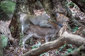 Wild monkey filmed mounting deer and trying to have sex with it | New  Scientist
