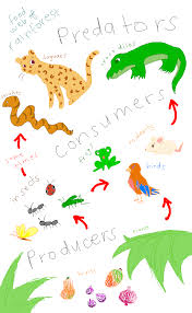 Decomposers or detrivores also are part of this food chain. Pin On Food Chains Food Webs Projects Ideas For Kids