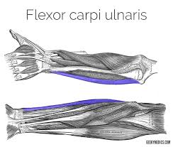 It has 2 heads of proximal attachment , between which the ulnar nerve passes distally in. Muscles Of The Anterior Forearm Anatomy Geeky Medics