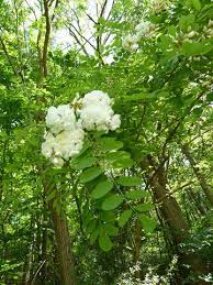 Bot.〉 angehörige einer gattung der mimosengewächse (mimosaceae) mit zahlreichen bäumen u. Kw 20 Die Robinie Keine Akazie